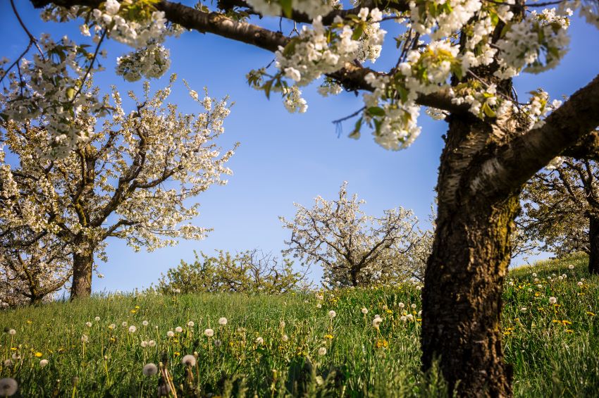 Bild einer Blumenwiese