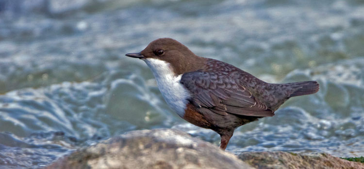 Vogel vor dem Wasser